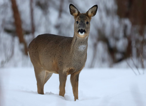 Roe deer/rådjur.