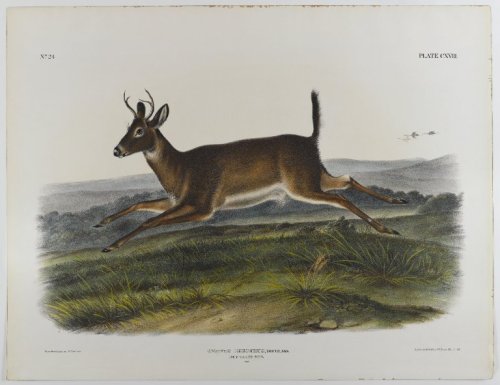 Long-Tailed Deer, 1847, John James Audubon
