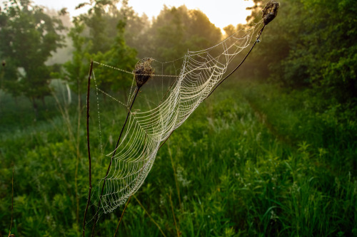 Amplified by light by julius Virca