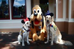 babyanimalgifs:  Service Dogs take on Disneyland  Awww