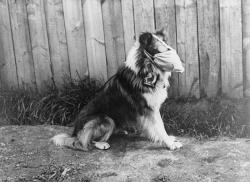 humanoidhistory:  A dog wearing a gas mask