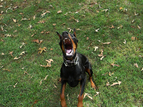 doberbutts: YELLING