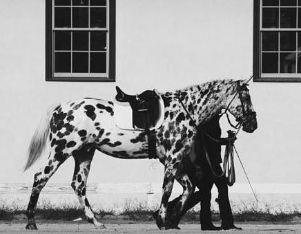 all-the-horses: HBF Limited Edition Butterwap Confetti x PinjaraAmerican Warmblood, Gelding16.3hhBor