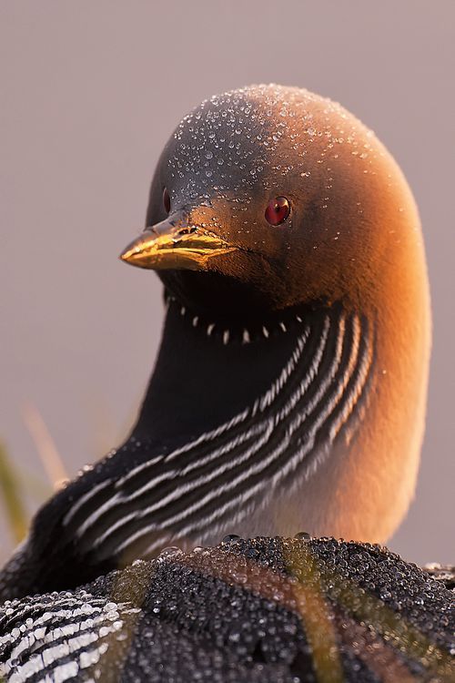 petitpoulailler:tatunootosigo: Arctic Loon, Gavia arctica: primarily an Old Wirld species, breeds in