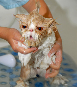 finofilipino:  Los gatos mojados muestran
