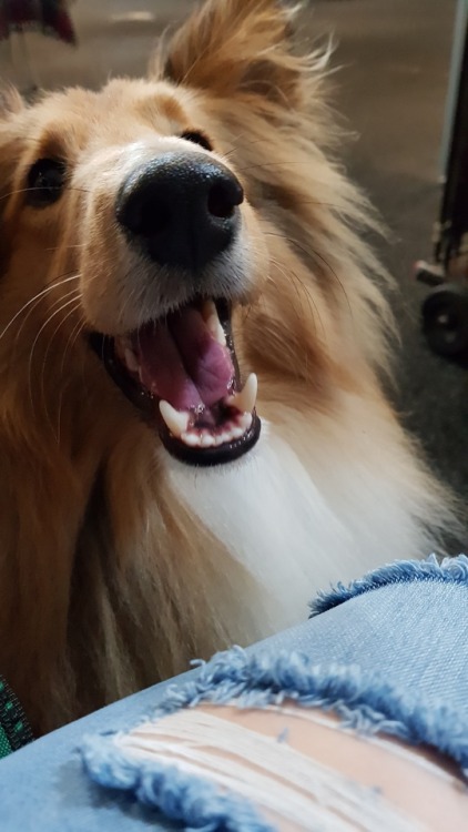 Atticus is proud to be manning the sheltie stall at the Dog Lovers Show in Brisbane today!