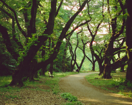 Korok Forest [Cinestill 50D | Pentax 67]