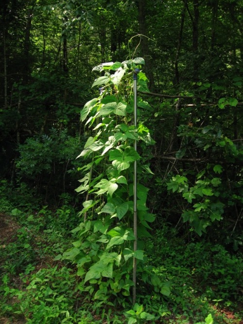 howlmountainfarm:All the various beans are doing well growing together. There’s also a small b