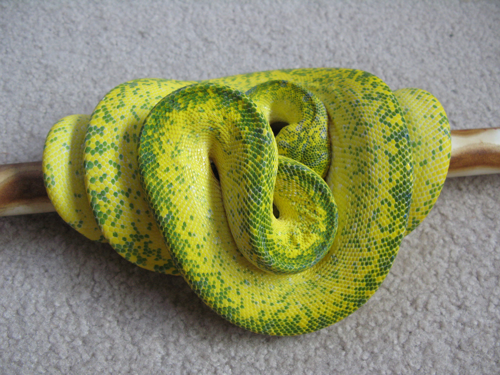 morelia-viridis:  He was feeling camera shy, but a happy 6th snirthday to Brillig!
