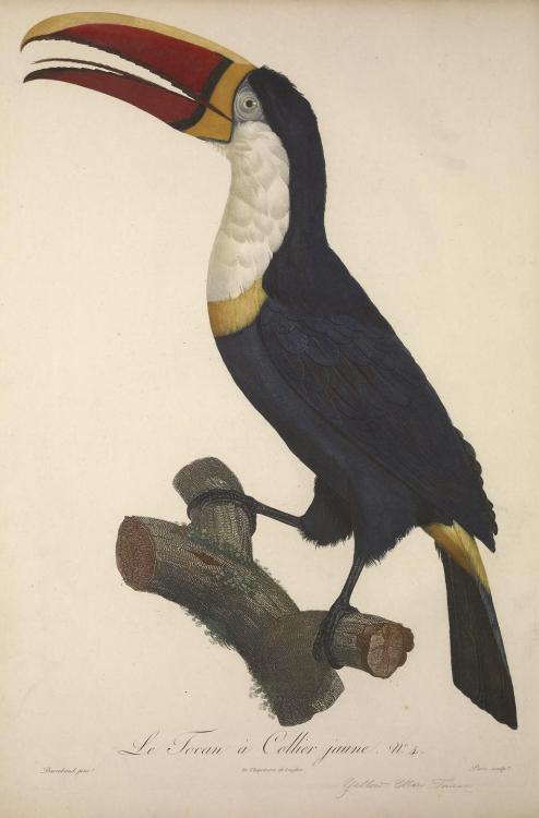 Toucans, perhaps best known for their colourful large beaks are birds from Ramphastidae family found