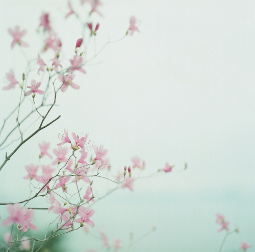 floralls:  by ki_coo 