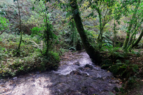 St Nectan’s Glen by Austin lovelock