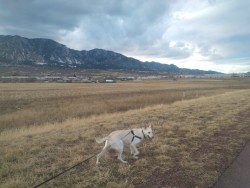 I actually convinced Nick to go on a walk