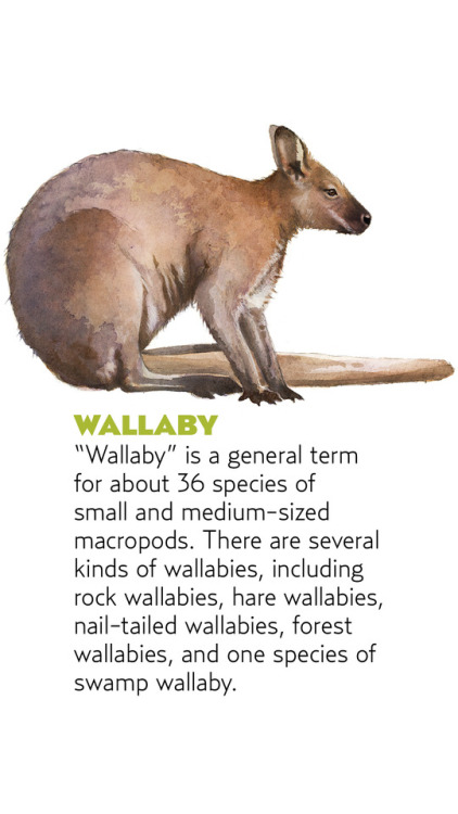 Some Marsupial Monday fun facts