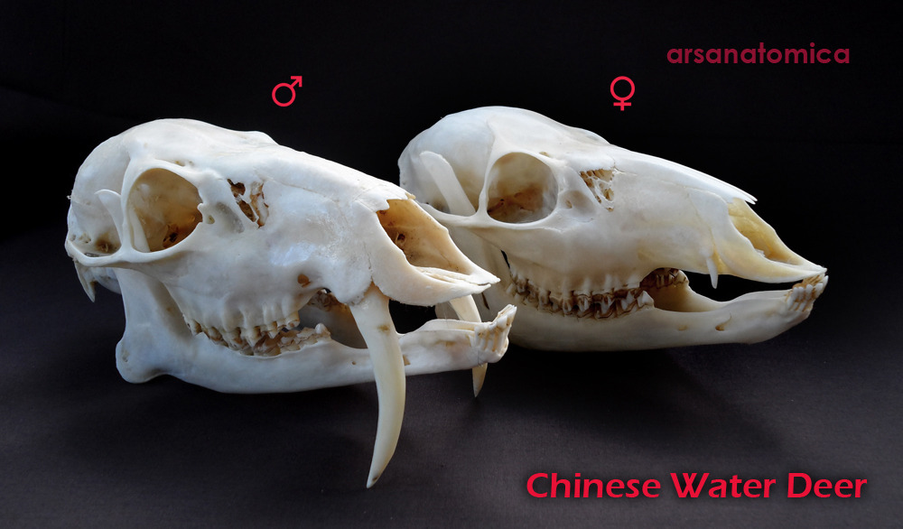 hesliterallyafiveheadeddragon:  arsanatomica:  The skull of the Chinese Water Deer