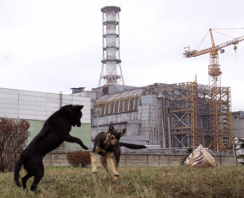 thepunksink:lesnienka:And the question is: Are radioactive stray dogs of Pripyat still good boys?Why