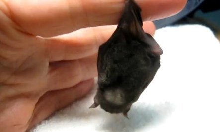 jadesandslash:  I absolutely love tiny bats and you should too Just look at them!!!