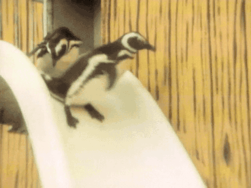 gameraboy:  Having a bad day? Please enjoy these penguins on a water slide! 