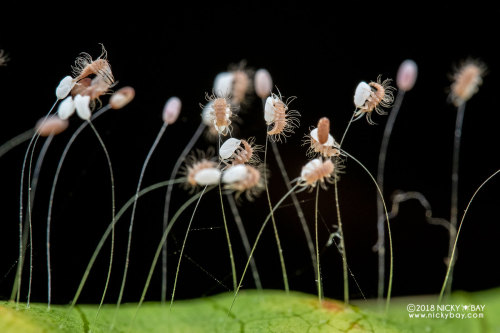 onenicebugperday:Lacewing larvae emerging from eggs, ChrysopidaePhotographed in Singapore by Nicky B