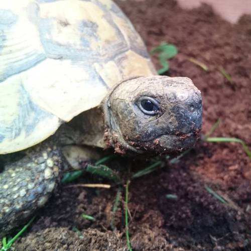 Dennis has such lovely big eyes :-) #testudo #testudoboettgeri #testudohermanniboettgerii #boettgeri