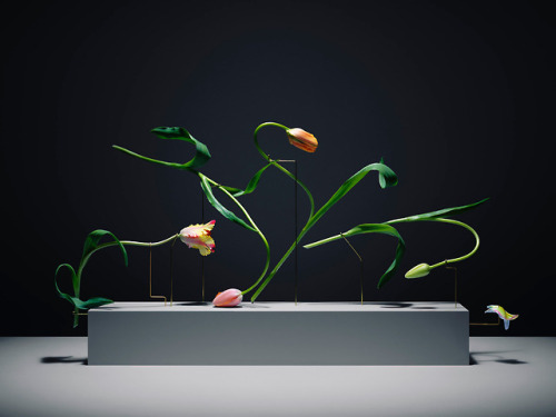 itscolossal: The Graceful Movement of Dancing Tulips Showcased by Carl Kleiner