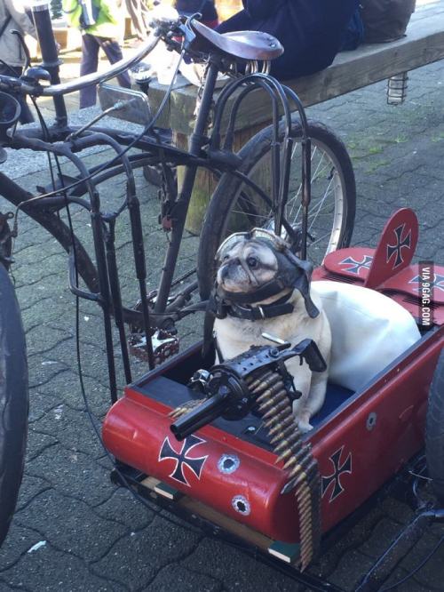 Red Baron Pug takes the term dog fight to the next level.