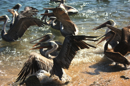 Pelicans are cool. Took these in the Baja California, Mexico.