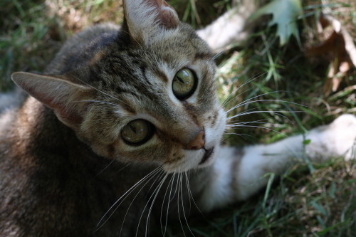 My cat Tabby, photo taken with a Canon 40d &amp; 50mm 1.8 lens Say hi to me and my cat on my blo