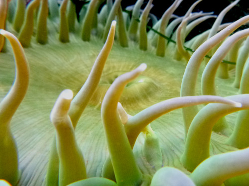 waterbody: green anemone. Princeton CA, Oct, 2014 / TS25 /