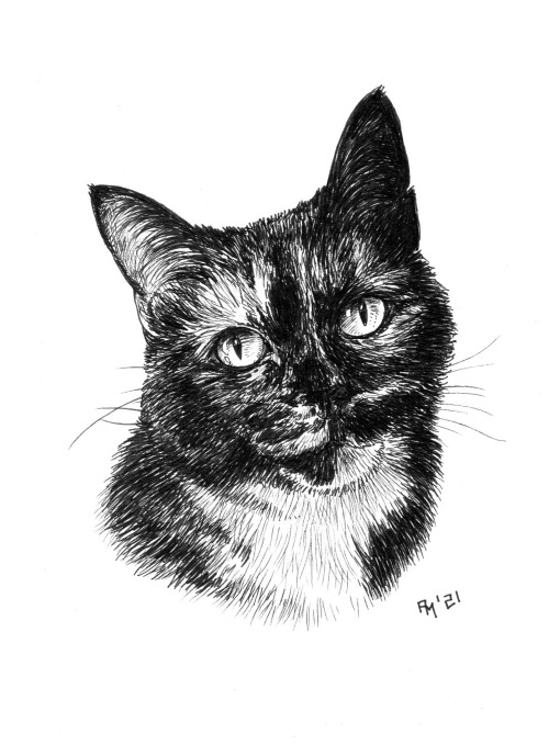 It’s Caturday! A new cat portrait every Saturday!  