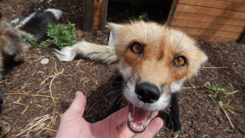 To earn the trust of a fox, an exotic but beloved little fox, is more then enough to melt the hearts