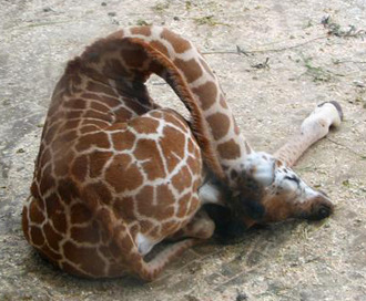 Porn justgooforit:  Sleeping giraffes are the photos