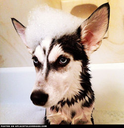 Aplacetolovedogs:  Mischievous Siberian Husky Puppy Miles Having A Bath. Who Said