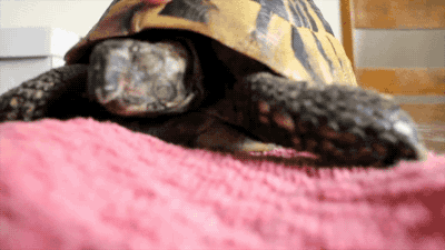 jaidefinichon:Tortoise Unboxing. [video]