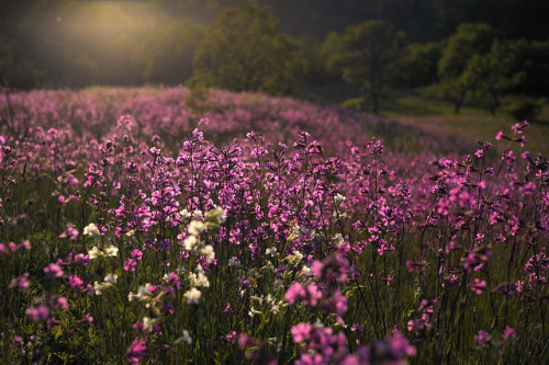 floralls:    magical fields (Radan Mountain, Serbia) by  Sunsword & Moonsabre  