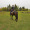littlestfilly:  I saw Jester (one of her pasture pals) riding in the field and I