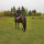littlestfilly:  I saw Jester (one of her pasture pals) riding in the field and I