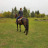 littlestfilly:  I saw Jester (one of her pasture pals) riding in the field and I