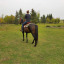 littlestfilly:  I saw Jester (one of her pasture pals) riding in the field and I