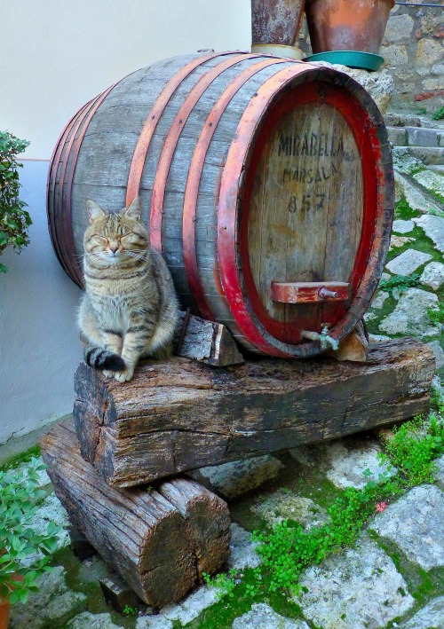 The Guardian of the Wine - Siena, Italy (via Renato Pantini)