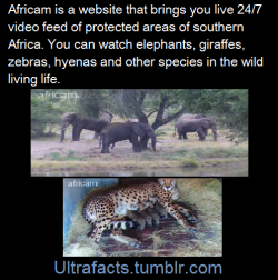greatfulldedd:  jakebnimblee:  ultrafacts:     (Fact Source+site) Follow Ultrafacts for more facts For most cameras, the best viewing times are early morning and late afternoon South African time (GMT+2). There will be a steady flow of animals throughout