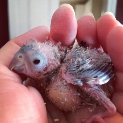 Our baby bord. Hir name is Pliny the elder. That is all. #thebaby #formoonbear #burdmoms #linnie