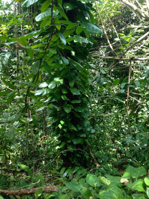 hellotahiti:  All green everything.