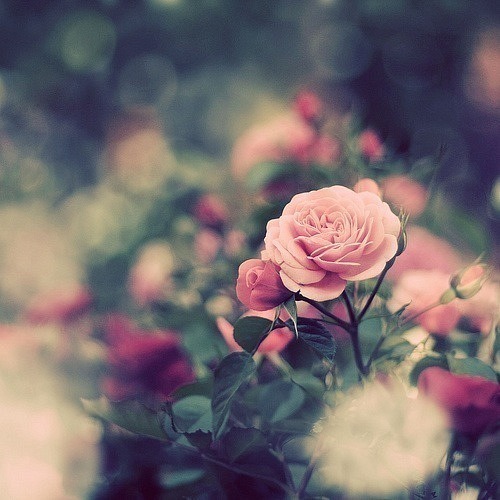 XXX flower | via Tumblr en We Heart It. http://weheartit.com/entry/68853883/via/_Bruna_Mendees photo