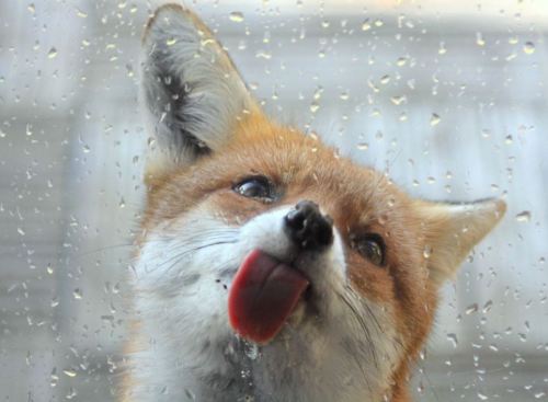 boredpanda:These 22 Photos Will Make You Fall In Love With Foxes