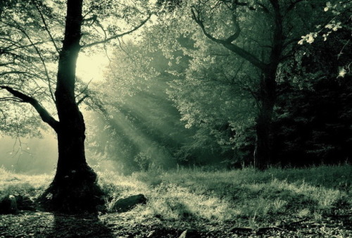 requiem-on-water:land of elves - infrared by Konczey-Zsolt