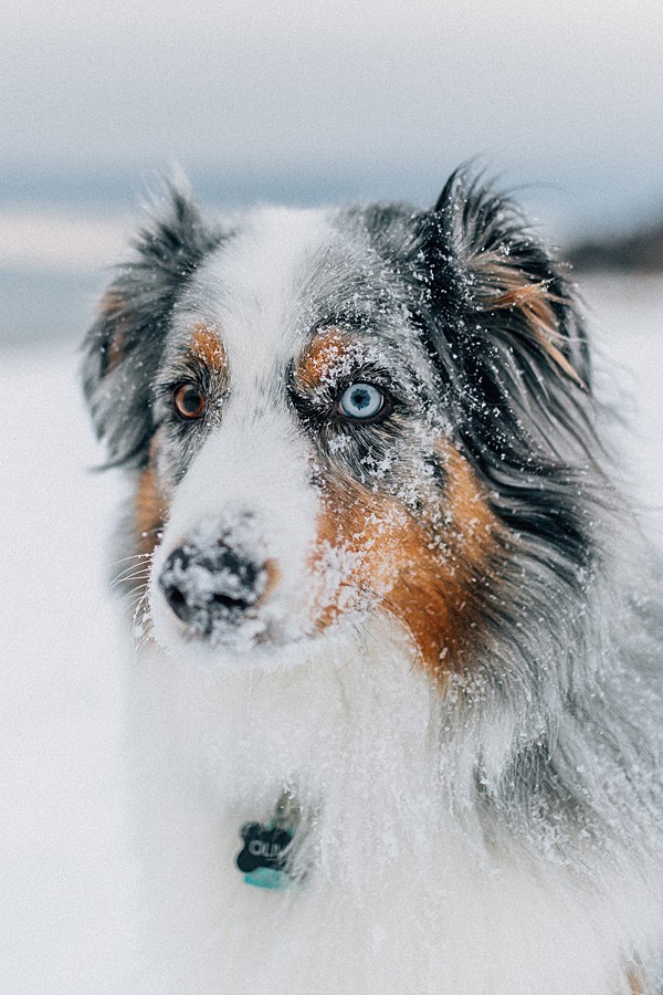 australian shepherd blue merle canon 5d mkiii sigma art 35mm 50mm dogs photography