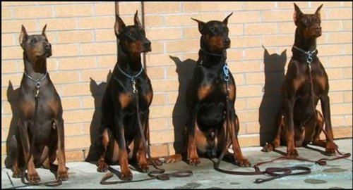 The Doberman movies were a series of three Benji esque films centered on the idea of dobermans train