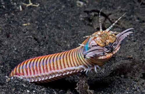 Eunice Aphroditois Is A Benthic Bristle Worm Of Warm Marine Waters. It Lives Mainly In The Atlantic Ocean,