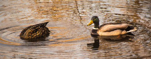 Two ducks catching some food [x]